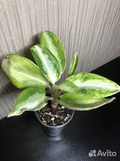 Аглаонема уши слона мини (green compact)