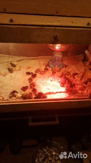 Яйца перепелов, перепела