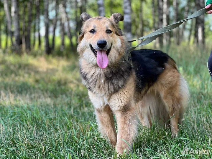 Спасите собаку