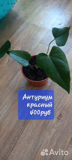 Комнатные цветы