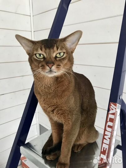 Вязка с Абиссинским грандинтерчемпионом