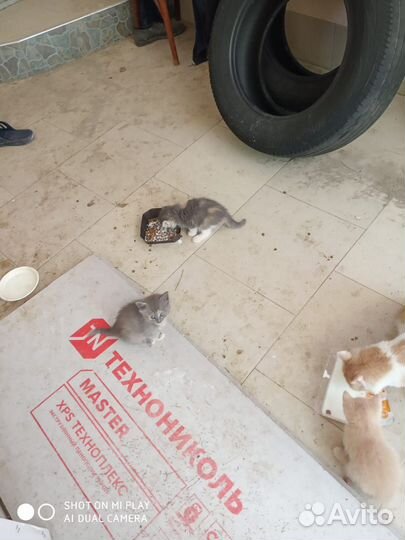 Отдам в хорошие руки котенка