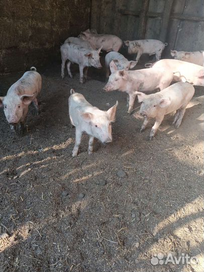 Поросята мясной породы от 2000 до 2500