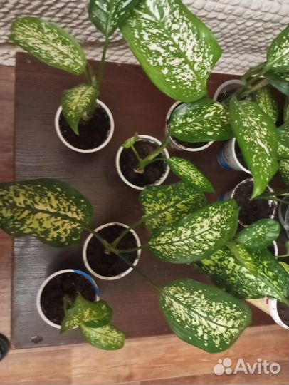 Комнатные домашние растения