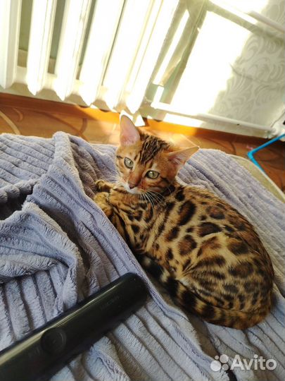 Бенгальский котенок