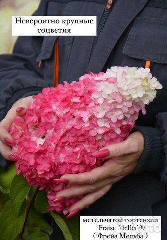 Гортензия метельчатая купить в Тольятти | Товары для дома и дачи | Авито