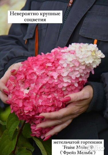 Гортензия метельчатая