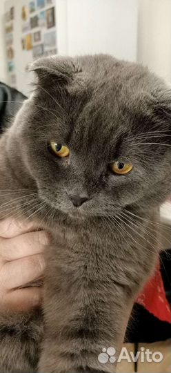 Кот-бегемот на вязку