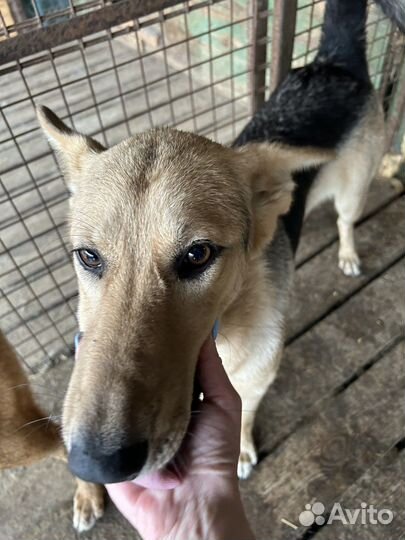 Собака в добрые руки