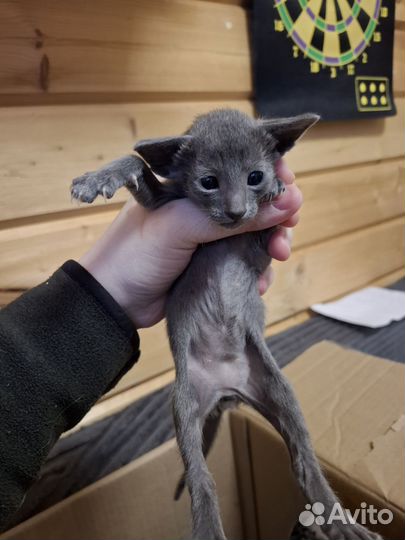 Ориентальные котята