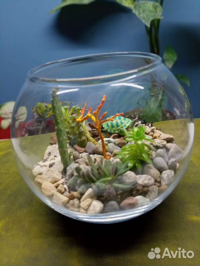 Подарок флорариум