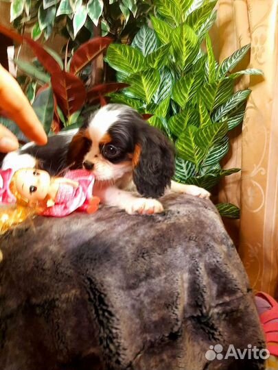 Спаниель супер