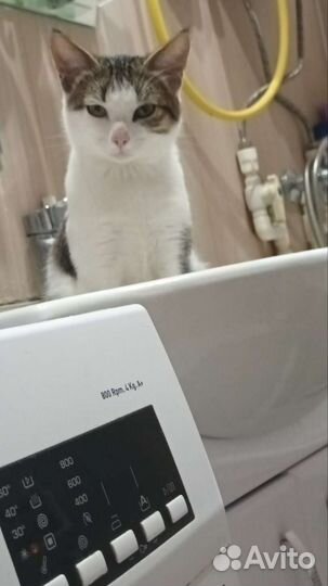 Кот в добрые руки