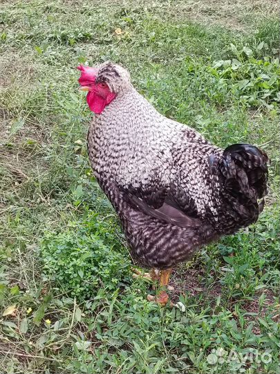 Продам петуха