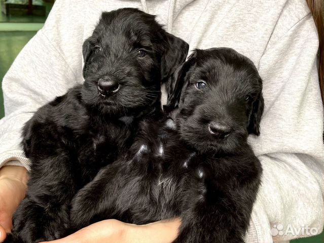 Ризеншнауцер смесь. Щенки ризеншнауцера в москве. Ризеншнауцер девочки. Ризеншнауцер щенок. Ризеншнауцер и спаниель.