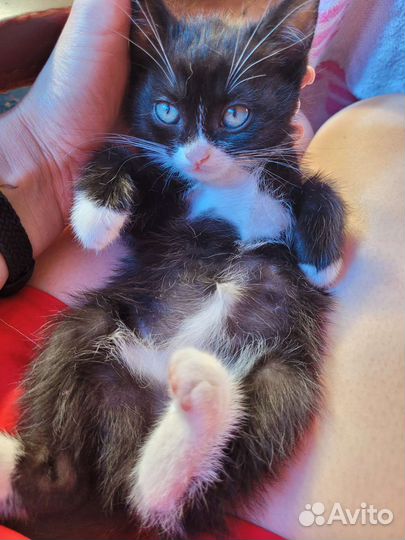 Отдам котёнка в хорошие руки. Бесплатно