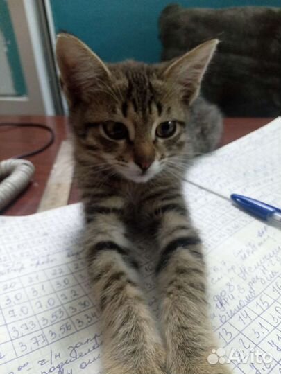 Милые котята