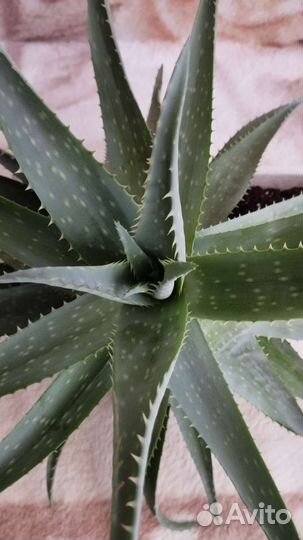 Алоэ столетник лечебный большой и красивый