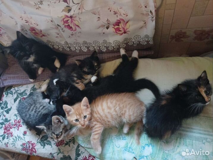 Котята в добрые руки