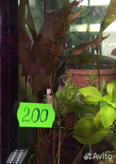 Аквариумная Криптокарина Вендта коричневая и др