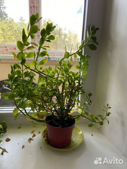 Комнатные цветы