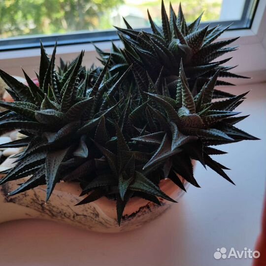 Суккуленты Хавортия лимолистная