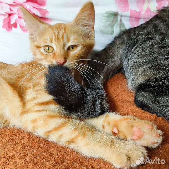 Рыжее чудо ищет своего человека