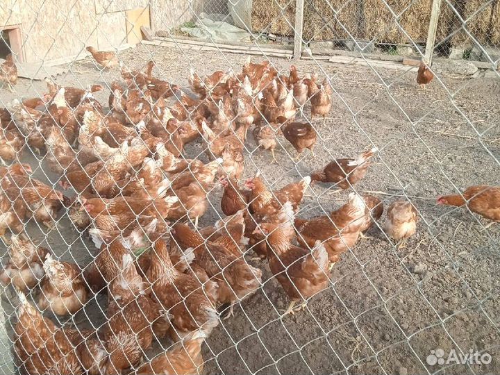 Куры Несушки, Бесплатная доставка