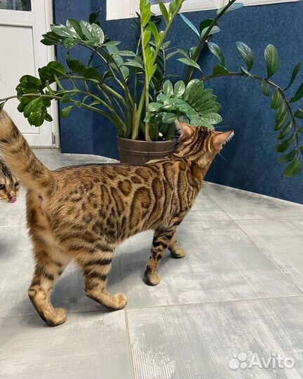 Яркая девочка бенгалка