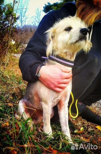 Арчи ищет дом