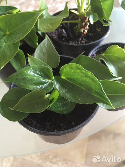 Антуриум красный