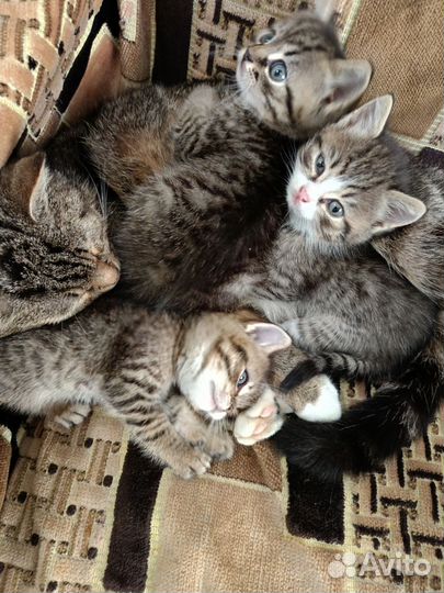 Кошки в добрые руки бесплатно