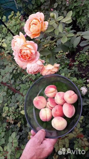 Персик Памяти Бубновского