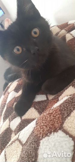 Котик в добрые руки 6 месцев