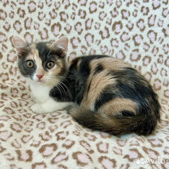 Шотландская Плюшка в добрые руки