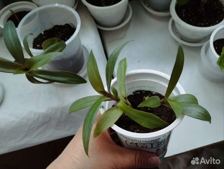 Традесканция рео