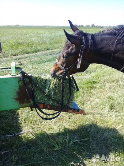 Сено в тюках 20кг разнотравье