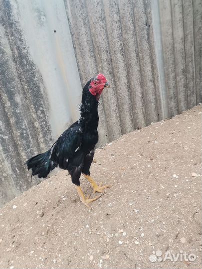 Бойцовые петухи