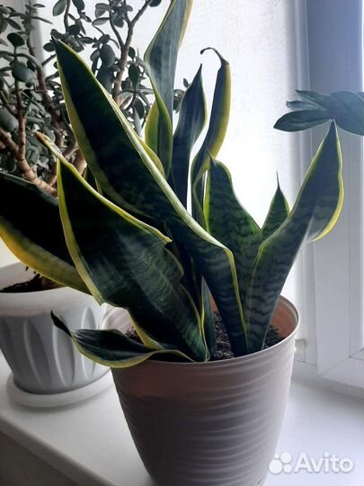 Продам цветы комнатные