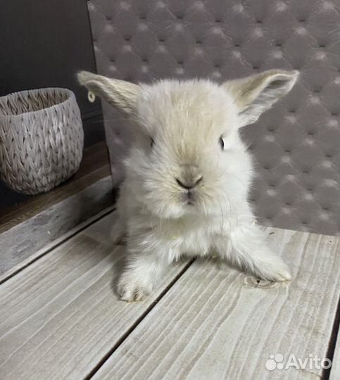 Мини карликовый крольчонок