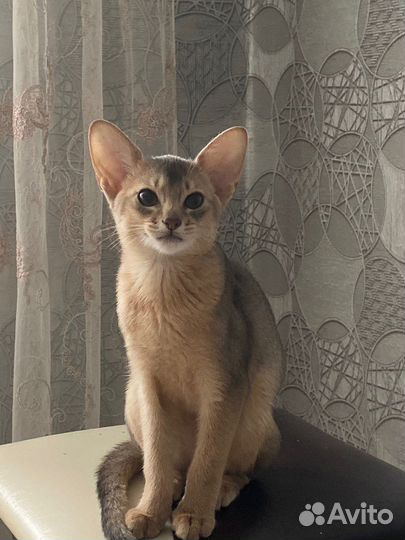 Потерялась кошка