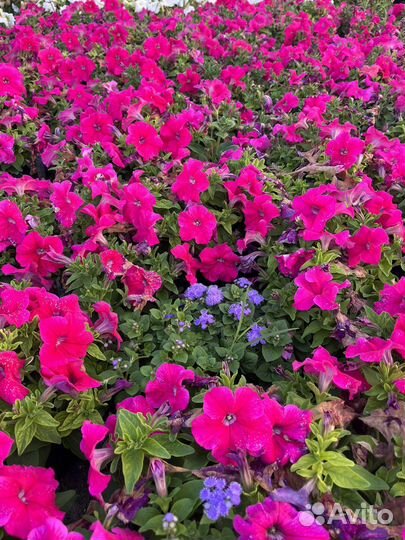 Петуния, кашпо