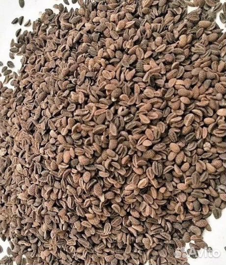 Фацелия семена