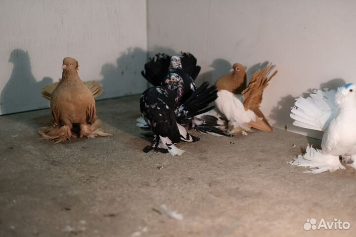 Продам голубей