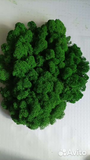 Мох Ягель стабилизированный 1 кг