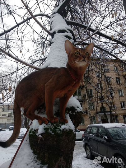 Вязка с интерчемпионом