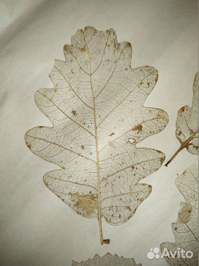 Скелетированные листья (материалы для творчества)