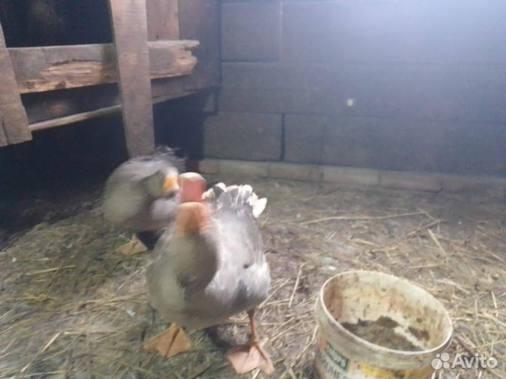 Гусь и Гусыня