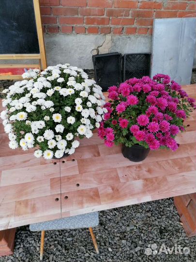 Хризантемы