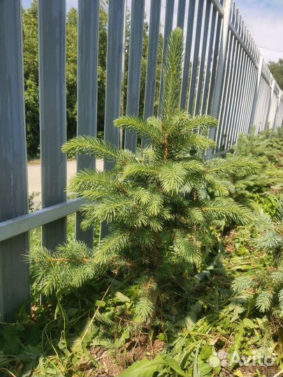 Ель Кедр Орех манчжурский